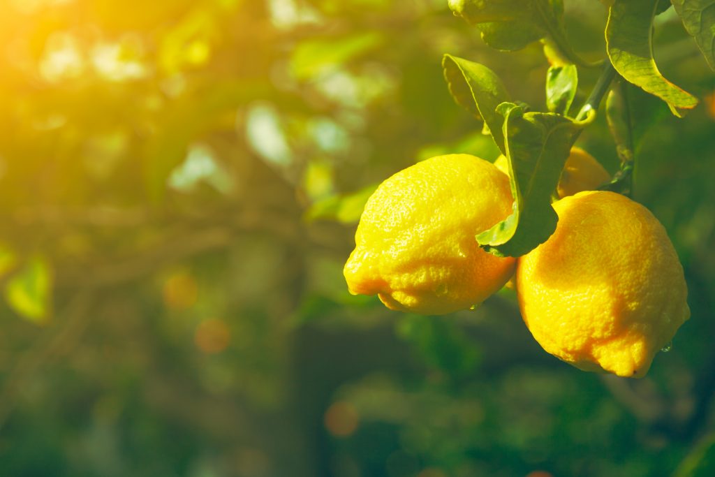Best Wine Pairings With Lemon Tarts
